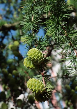 Larch tree - Larix decidua tree with growing green cones at spring clipart