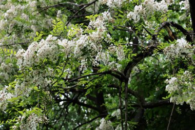 İlkbaharda beyaz çiçek kümeleri olan akasya ağacı