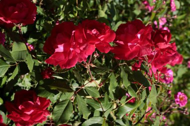 Yazın bahçedeki çalılıklarda kırmızı güller