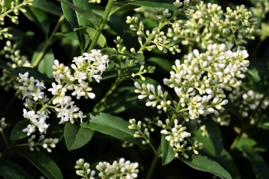 ligustrum vulgaris - privet bush blossoming at spring clipart