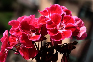 Sardunya saksı bitkisinin renkli kırmızı ve pembe çiçekleri