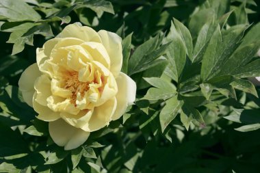 Peonia Sinensis bitkisinin güzel sarı çiçekleri bir bahçede