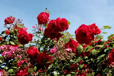 Yazın bahçedeki çalılıklarda kırmızı güller