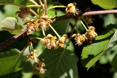 Actinidia chinenses tree with green foliage  and small yellow flowers close up clipart