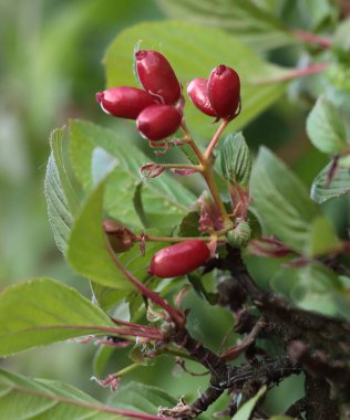 red small fruits if Viburnum Farreri tree close up clipart