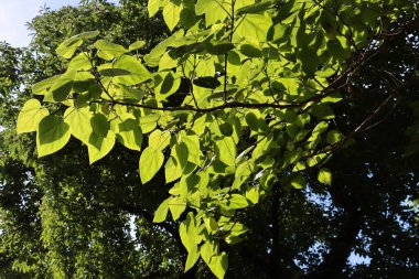 Paulovnia 'nın yeşil yaprakları güneş ışığına karşı tomentosa ağacı