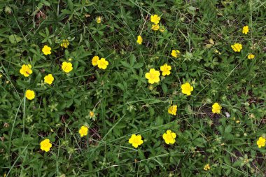 Potentilla sürüngenlerinin sarı çiçekleri