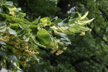 Linden ağacı ve bitkisel çiçekler kapanıyor.