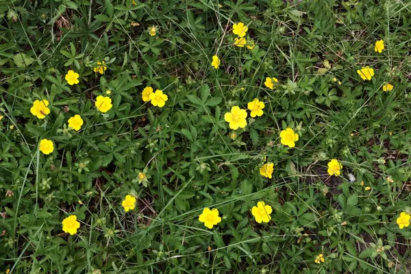 Stock image yellow flowers of Potentilla reptans wild plant