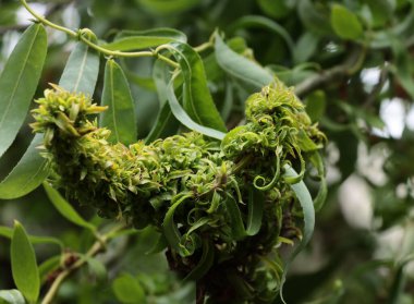 Yapraklar üzerinde Eriofyoidea-acarine paraziti