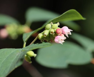 Böğürtlen çalılarının oldukça küçük pembe çiçekleri - Symphoricarpos albus yakın