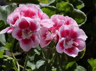 Sardunya saksı bitkisinin renkli, kırmızı, pembe çiçekleri.