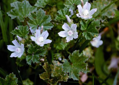 # Malva 'nın küçük çiçekleri # # Yabani bitkiler # # Yaklaş #