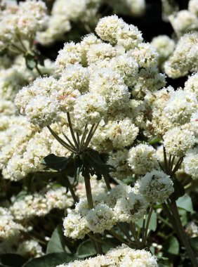 Eriogonum Ümbellatum bitkisinin beyaz Corymb çiçekleri, kapatın.