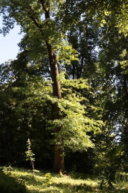 Park manzarası bitkiler ve ağaçlarla dolu