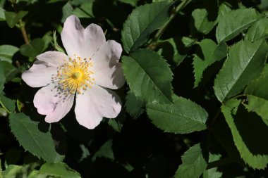 Rosa Canina dikenli çalılarının pembe çiçekleri. Yaklaş.
