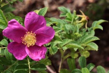Rosa Canina 'nın mor çiçeği