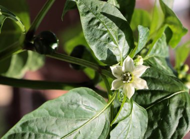 Baharda bahçedeki biber bitkisinin beyaz çiçekleri