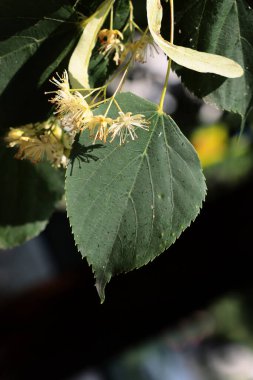  Tilia plathyphyllos - ıhlamur ağacı ve lenden çiçekleri kapatın