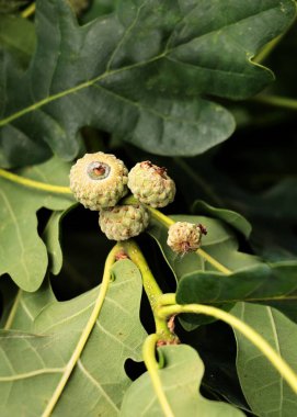 quercus robur ağacı ve büyüyen küçük meşe palamutları