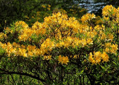 Açelya 'nın çeşitli rengarenk çiçekleri, orman çalıları...