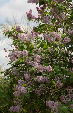 Güzel kokulu leylak çiçekleri, yakından bakın.