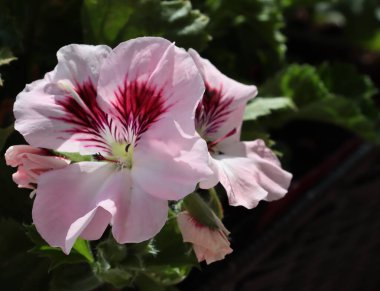 Renkli kırmızı ve pembe. Sardunya saksısı bitkisinin çeşitli çiçekleri. Yakın plan.