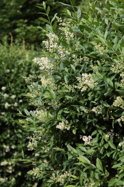 Özel çalıların beyaz kokulu çiçekleri. Yaklaş.