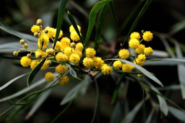Akasya Longifolia ağacının sarı çiçekleri - Fabaceae ailesi