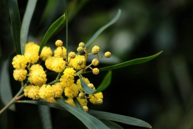 Akasya Longifolia ağacının sarı çiçekleri - Fabaceae ailesi
