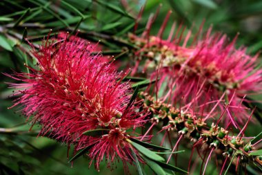 Kırmızı çiçekler ve büyüyen Callistemon tropikal ağacı tohumu