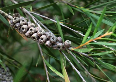 Kırmızı çiçekler ve büyüyen Callistemon tropikal ağacı tohumu