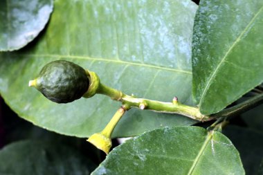 Küçük meyveler büyüyen limon ağacı ve beyaz çiçekler kapanıyor