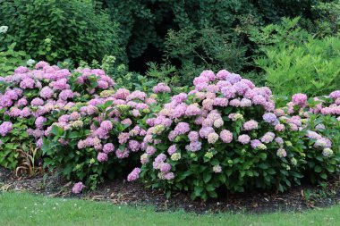 Bahçedeki ortanca çalılarının çeşitli kolofrul çiçekleri