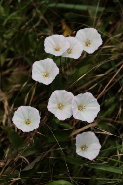 Convolvulus arvensis yabani bitkisinin pembe ve beyaz yuvarlak çiçekleri