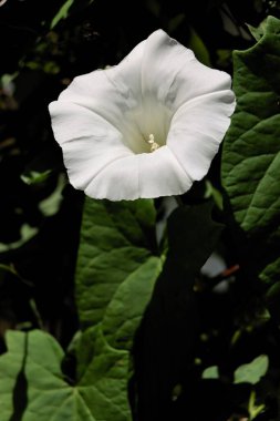 beyaz büyük çalı çiçekleri bağlanmış yosun-kalistegia sepium yabani bitki