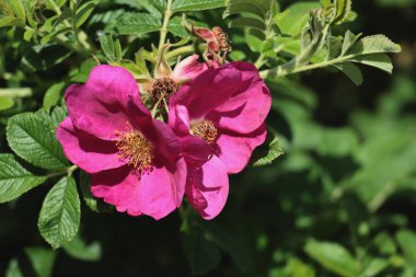 Rosa Canina 'nın mor çiçekleri Yaklaş vahşi çalılara