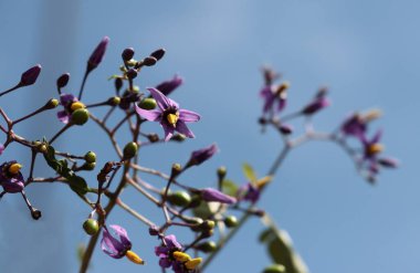 Tırmanan yabani bitki Solanum İtüzümü Lila çiçekleri