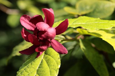 Parktaki dekoratif çalıların kırmızı çiçekleri Sinocalythantus chinensis