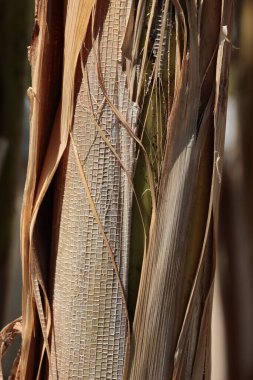 Muz palmiyesinin kahverengi kabuğu. Yaklaş.