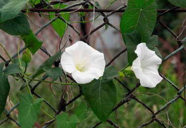 beyaz büyük çalı çiçekleri bağlanmış yosun-kalistegia sepium yabani bitki