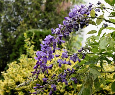 Wisteria tırmanma bitkisi ve güzel Lila çiçekleri kümeleri