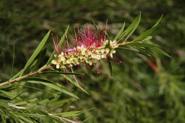 Kırmızı çiçekler ve büyüyen Callistemon tropikal ağacı tohumu