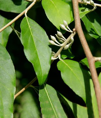 Elaeghus şemsiyesi zeytin yetiştiriyor