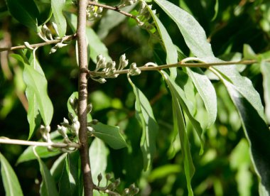 Elaeghus şemsiyesi zeytin yetiştiriyor