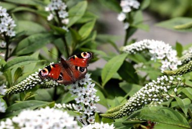 Inachis IO-Lysimachia klethroides