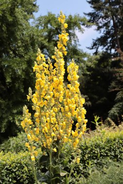 Mullein-Verbascum thapsiforma bitkisinin sarı çiçekleri