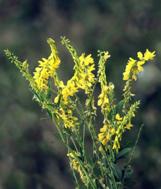 Melilotus 'un sarı çiçekleri yaklaşın.