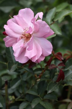 Yazın bahçede açan güzel bir gül. Kapatın.