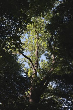 Ormandaki eski ve büyük dişbudak ağacı